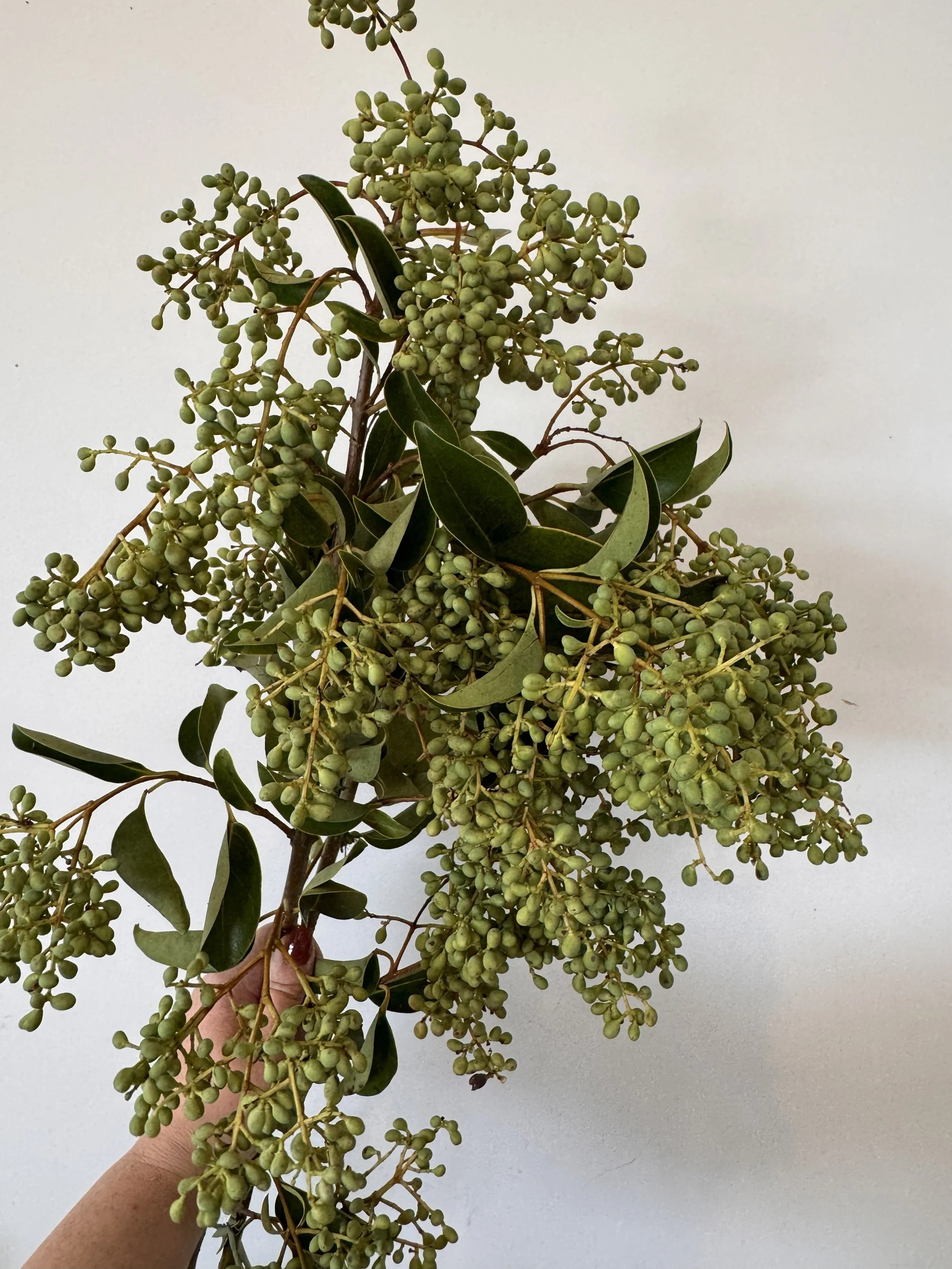 Privet Berry - Green