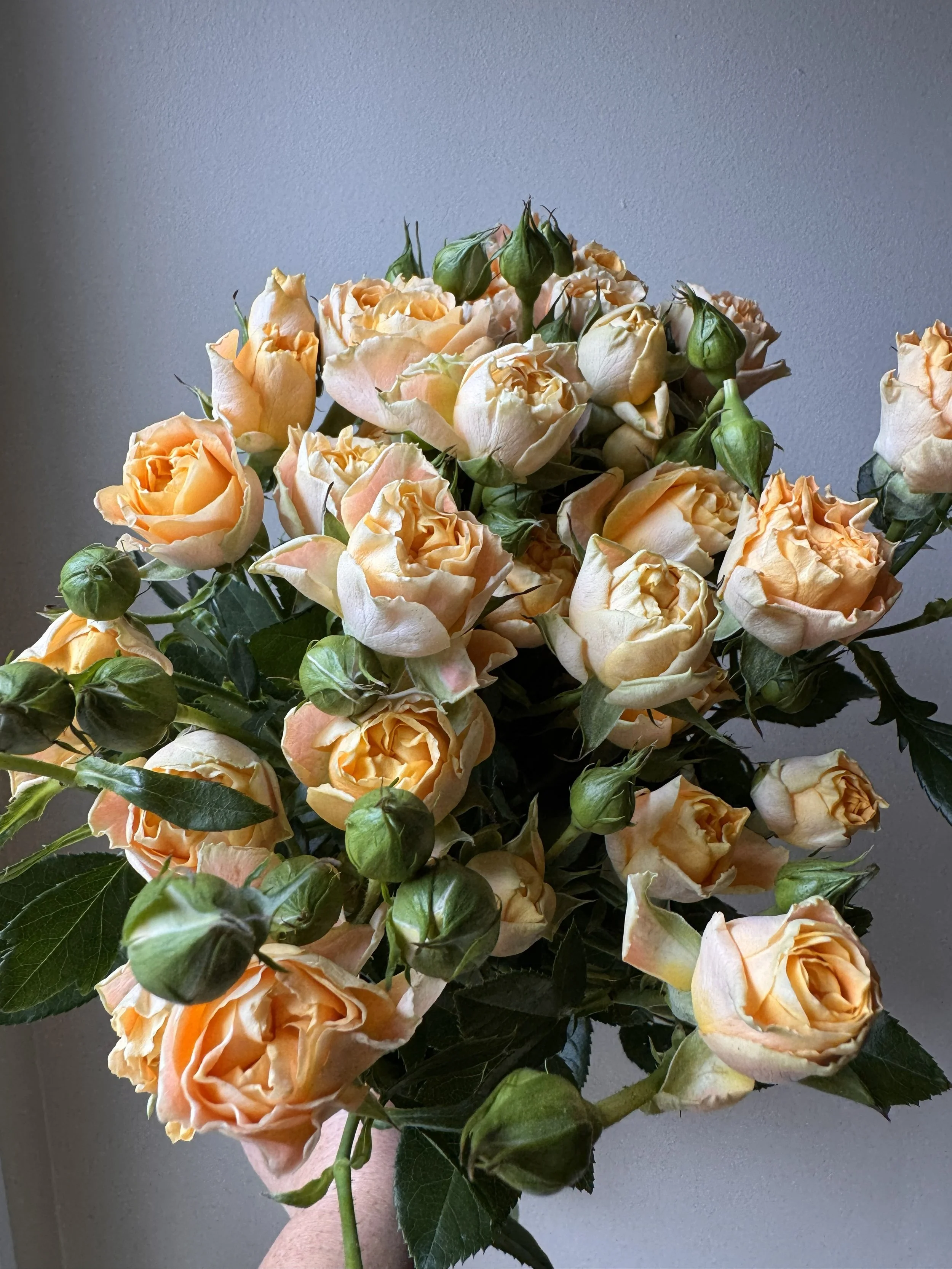 garden spray roses_0170.jpeg