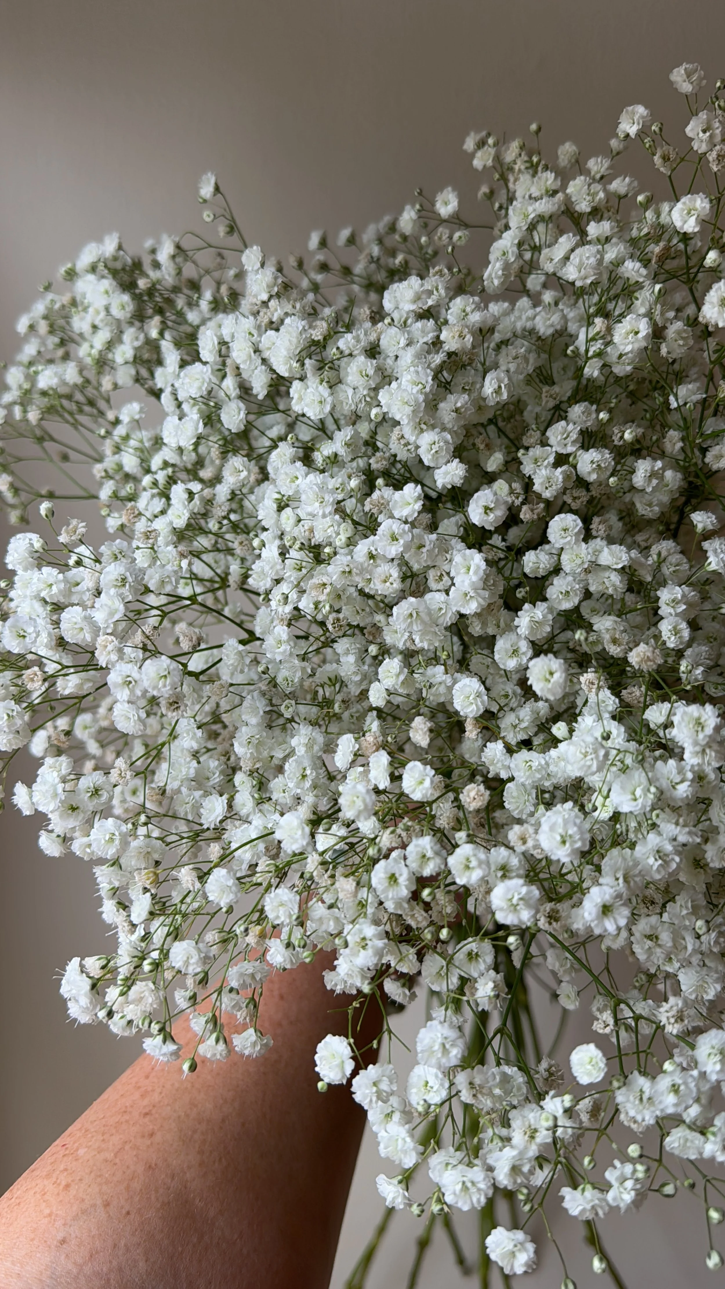 Babies Breath - Excellence