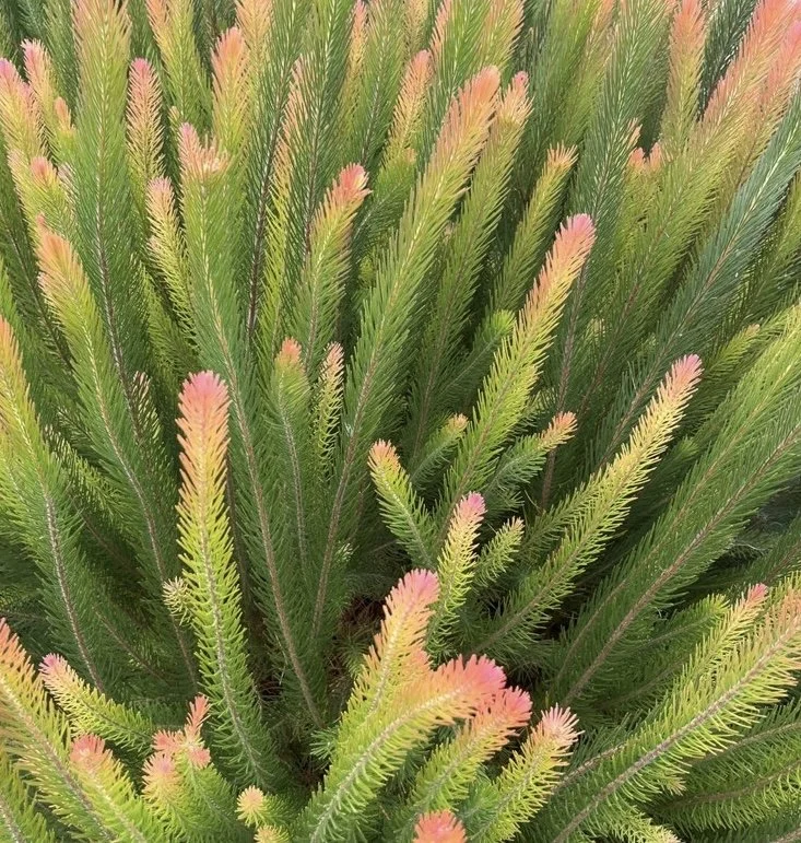 Australian Pine_8194.jpeg