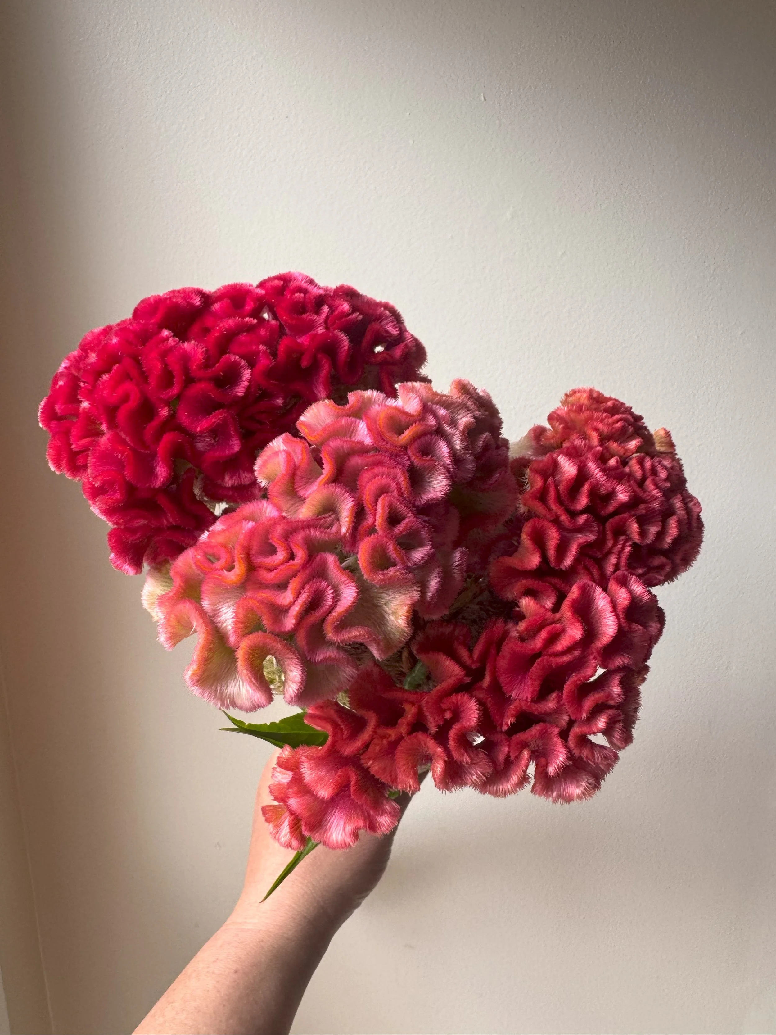 coxscomb_8446.jpg