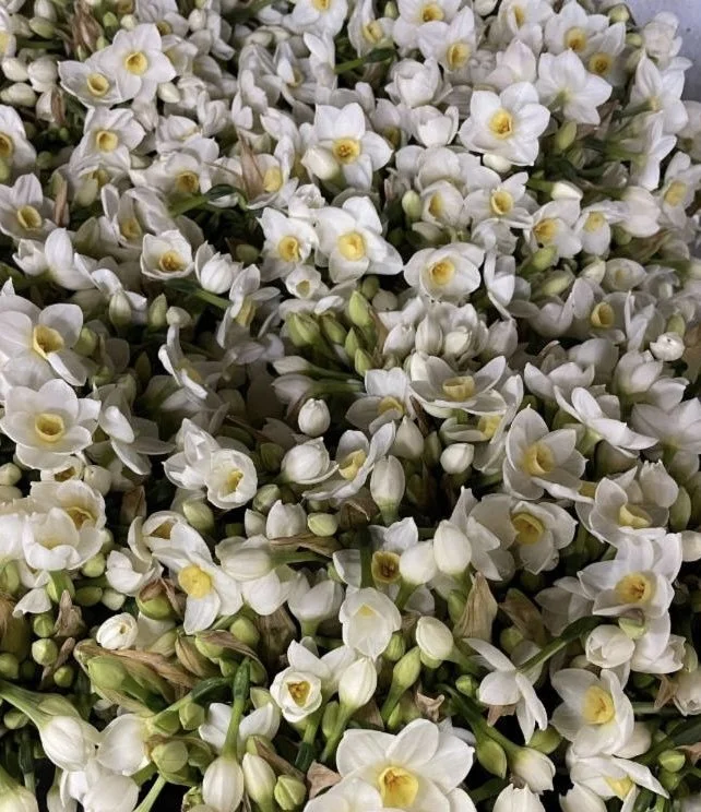 Narcissus Paperwhites