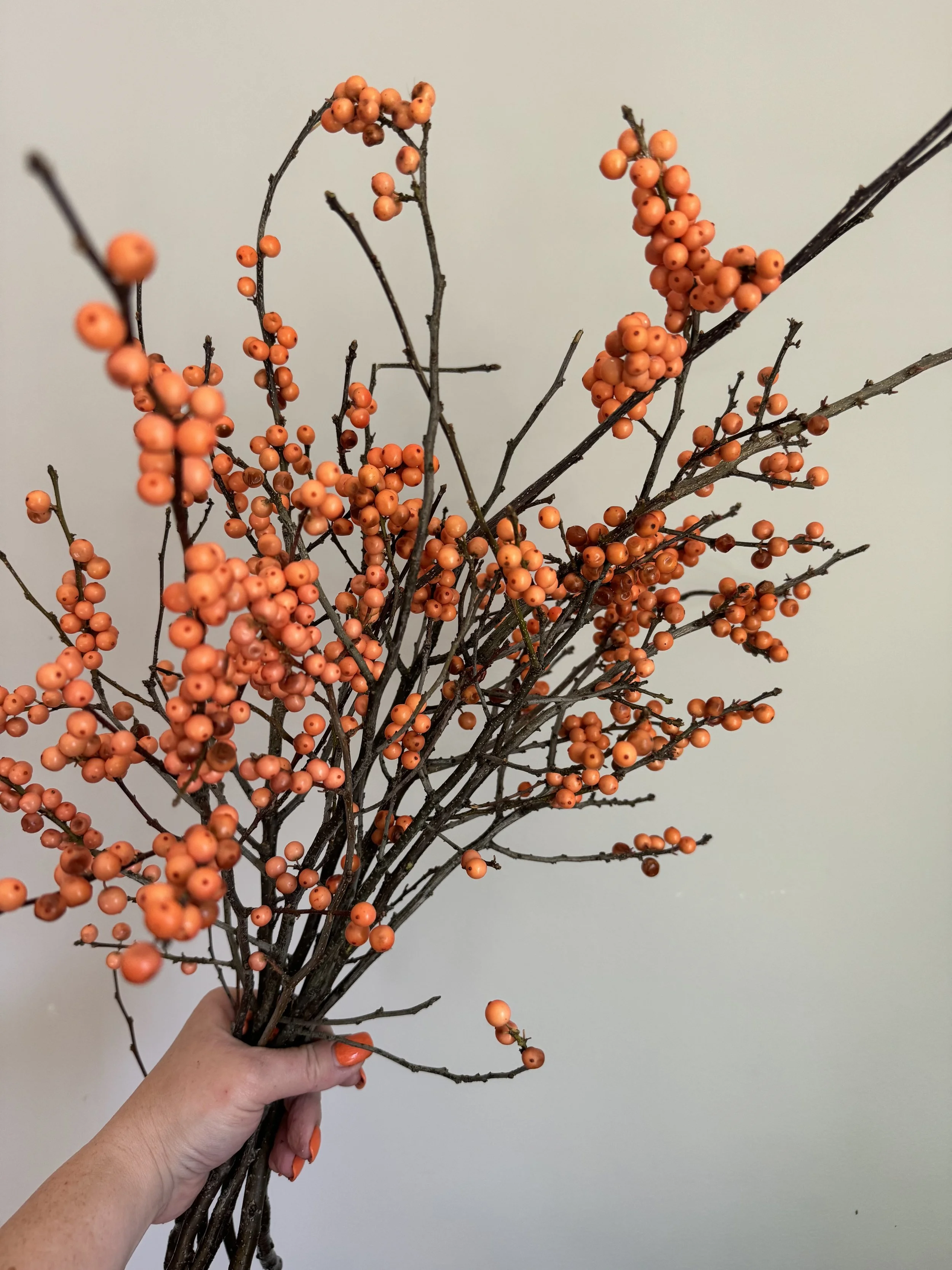 Orange Ilex_4296.JPG