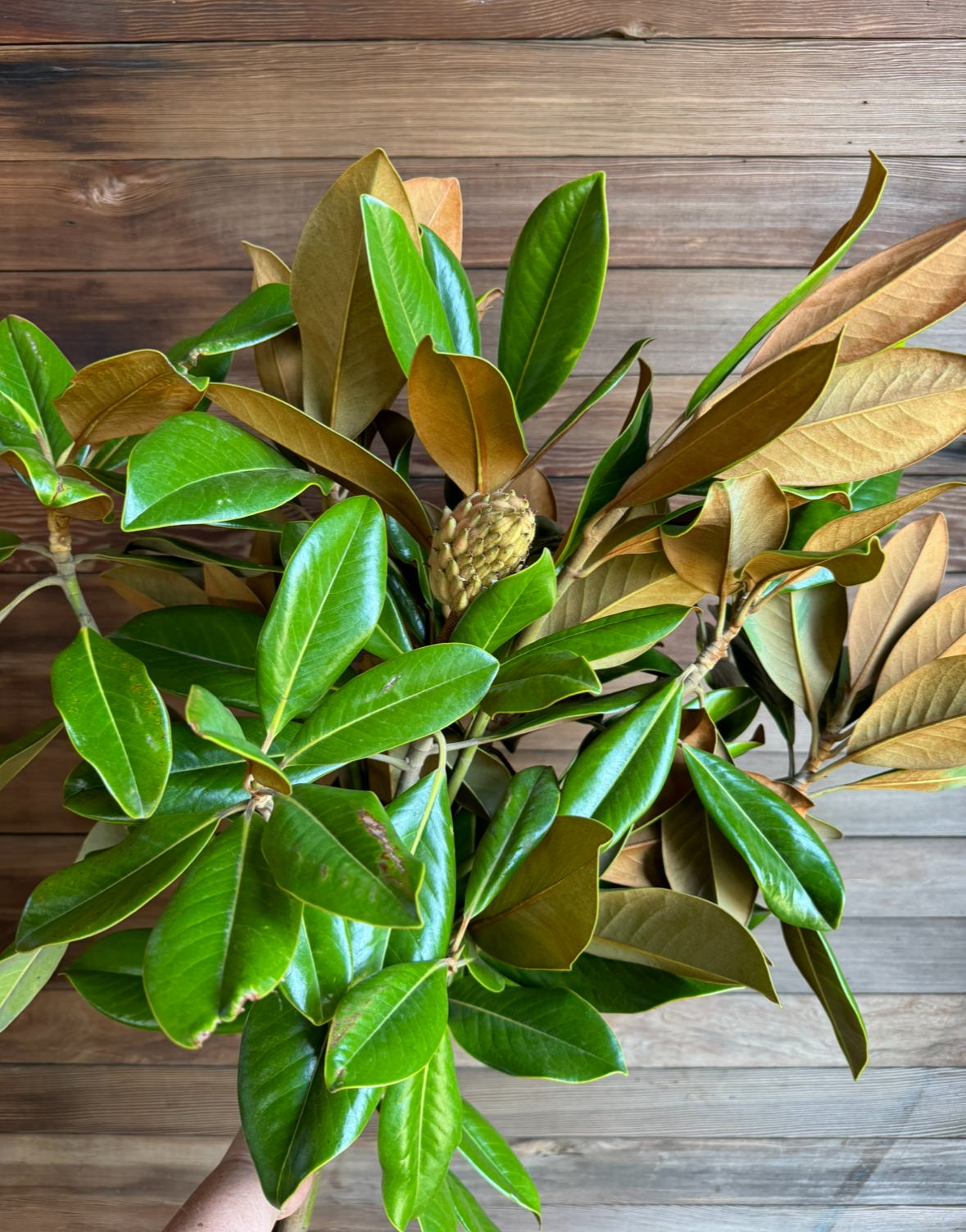 Magnolia - West Coast