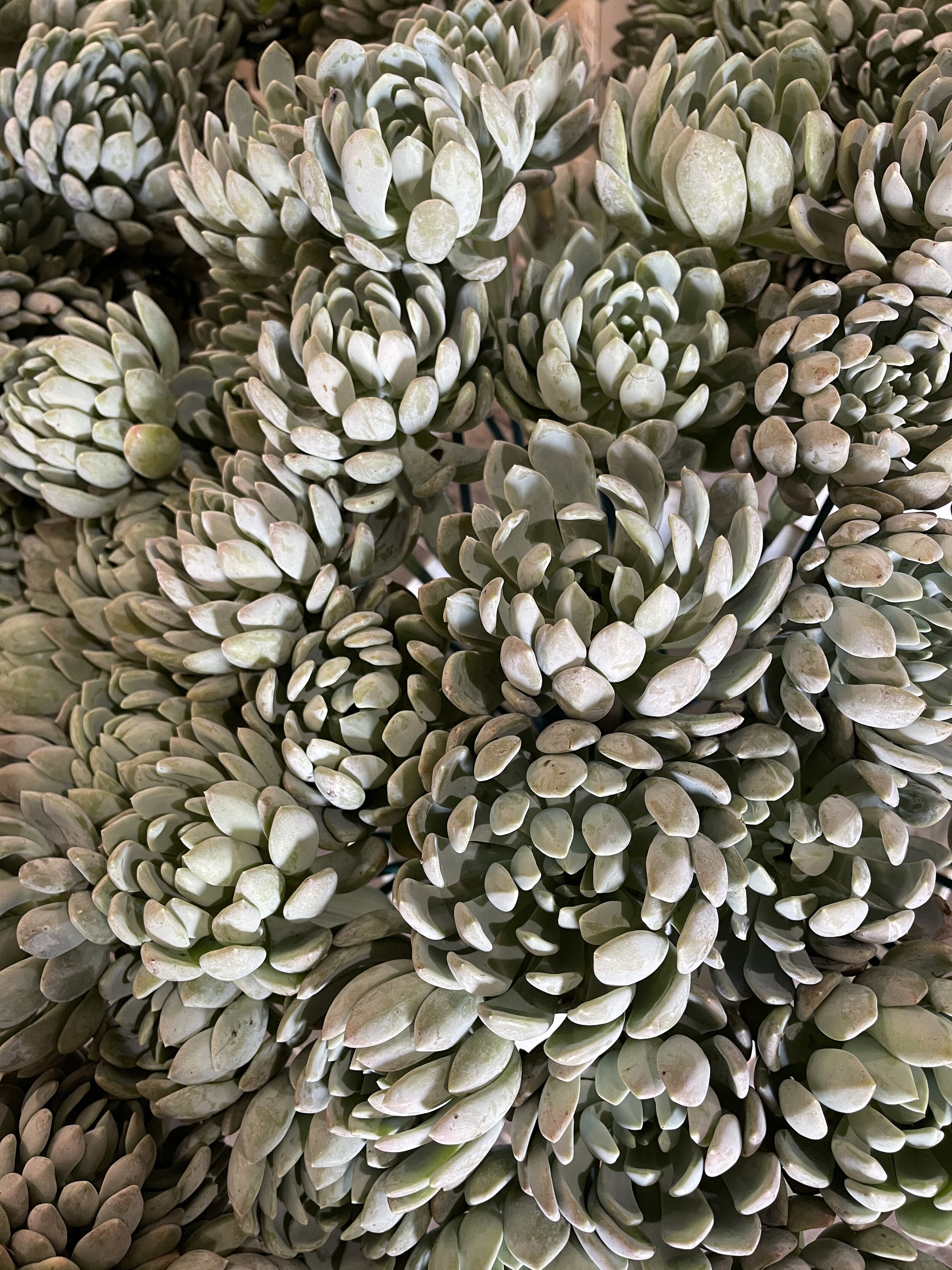 succulent-cut-heads.JPG
