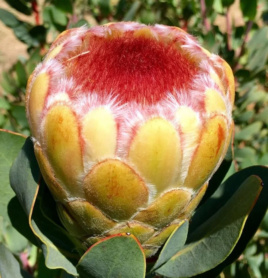 Protea Grandicolor - 50 stems
