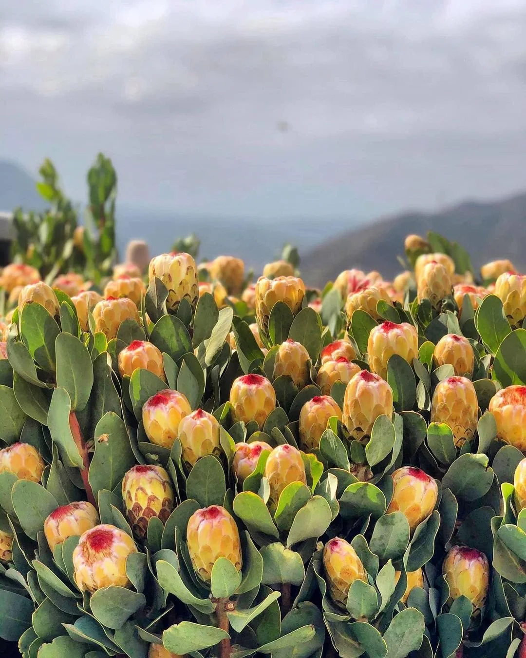 protea-grandicolor-resendiz3.jpg