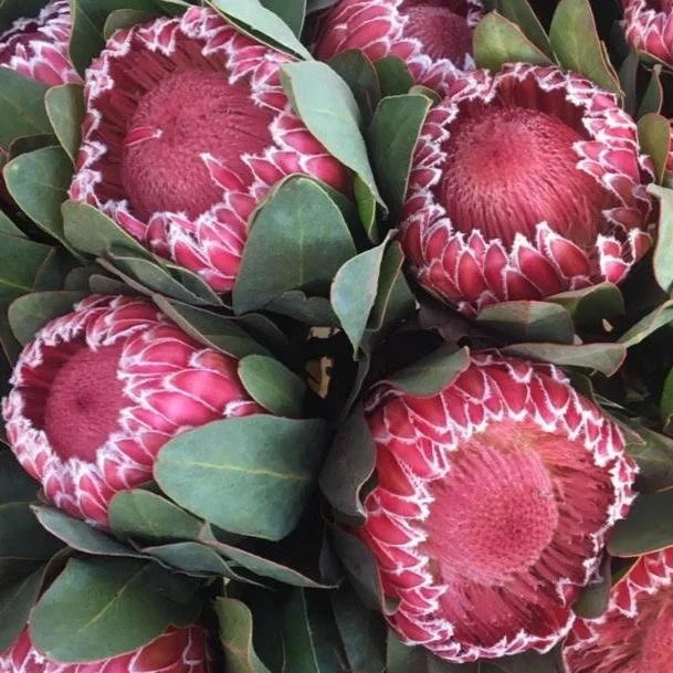 Protea - Empress