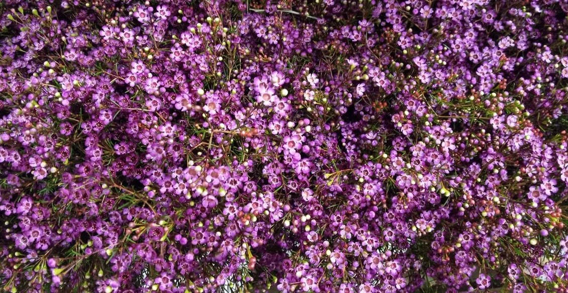 purple-waxflower-mellano.jpeg