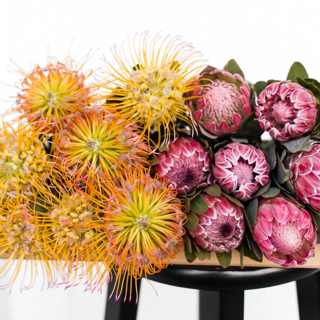 Protea & Pincushion Mix Box - 50 stems