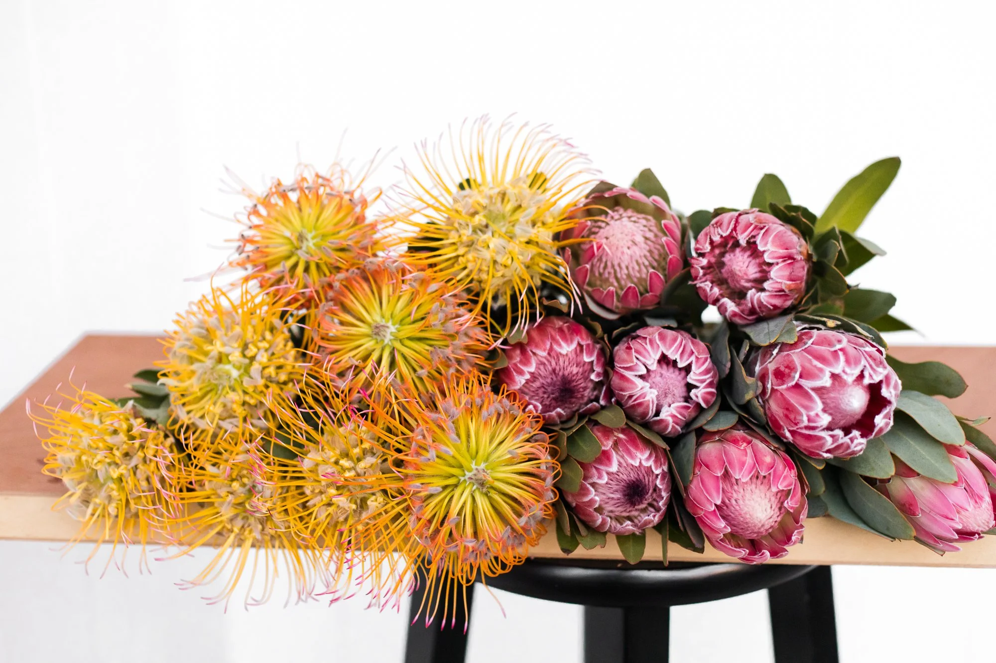 protea-pincushion3-bethcaldwell.JPG