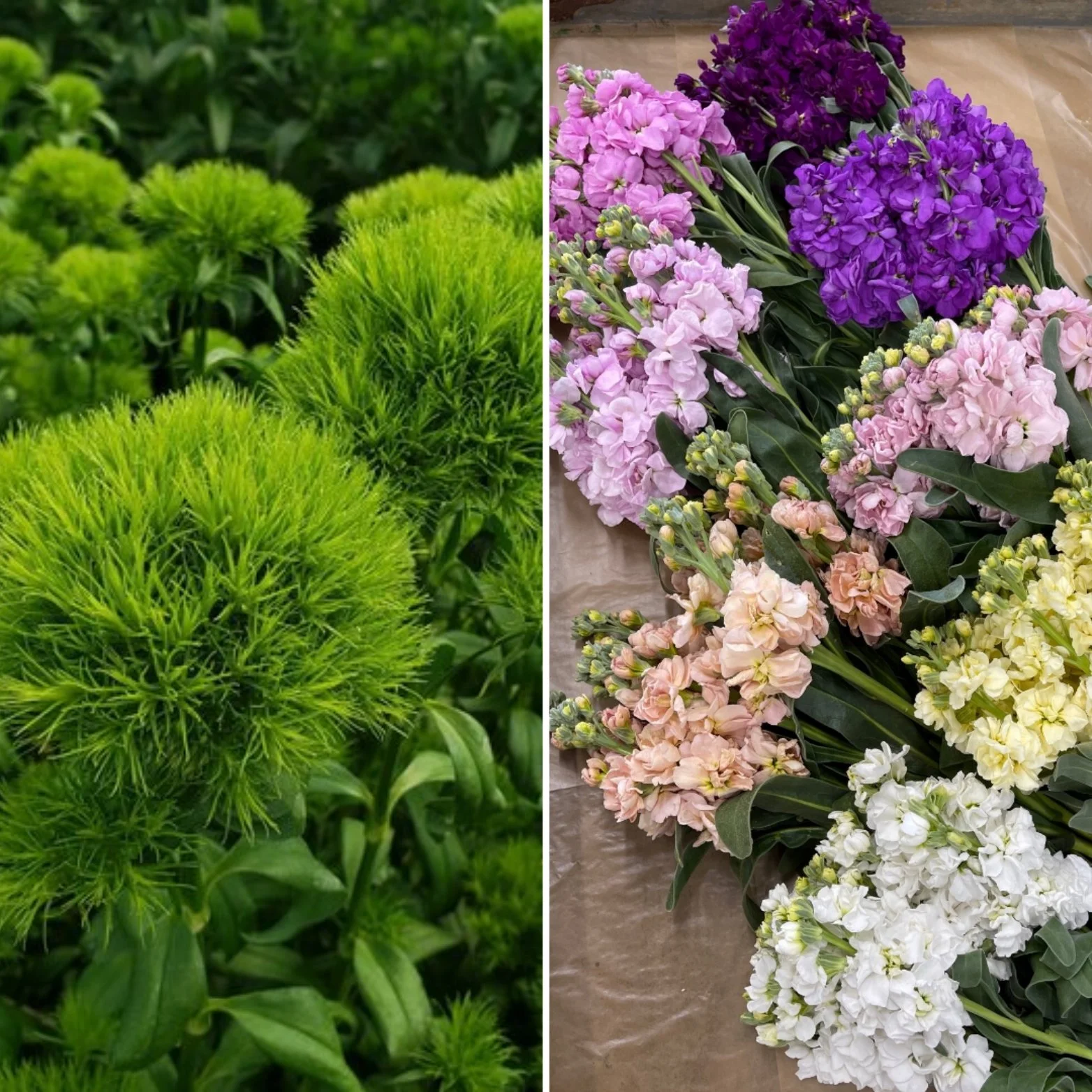 Mixed Box: Green Trick & Mix Color Stock Box