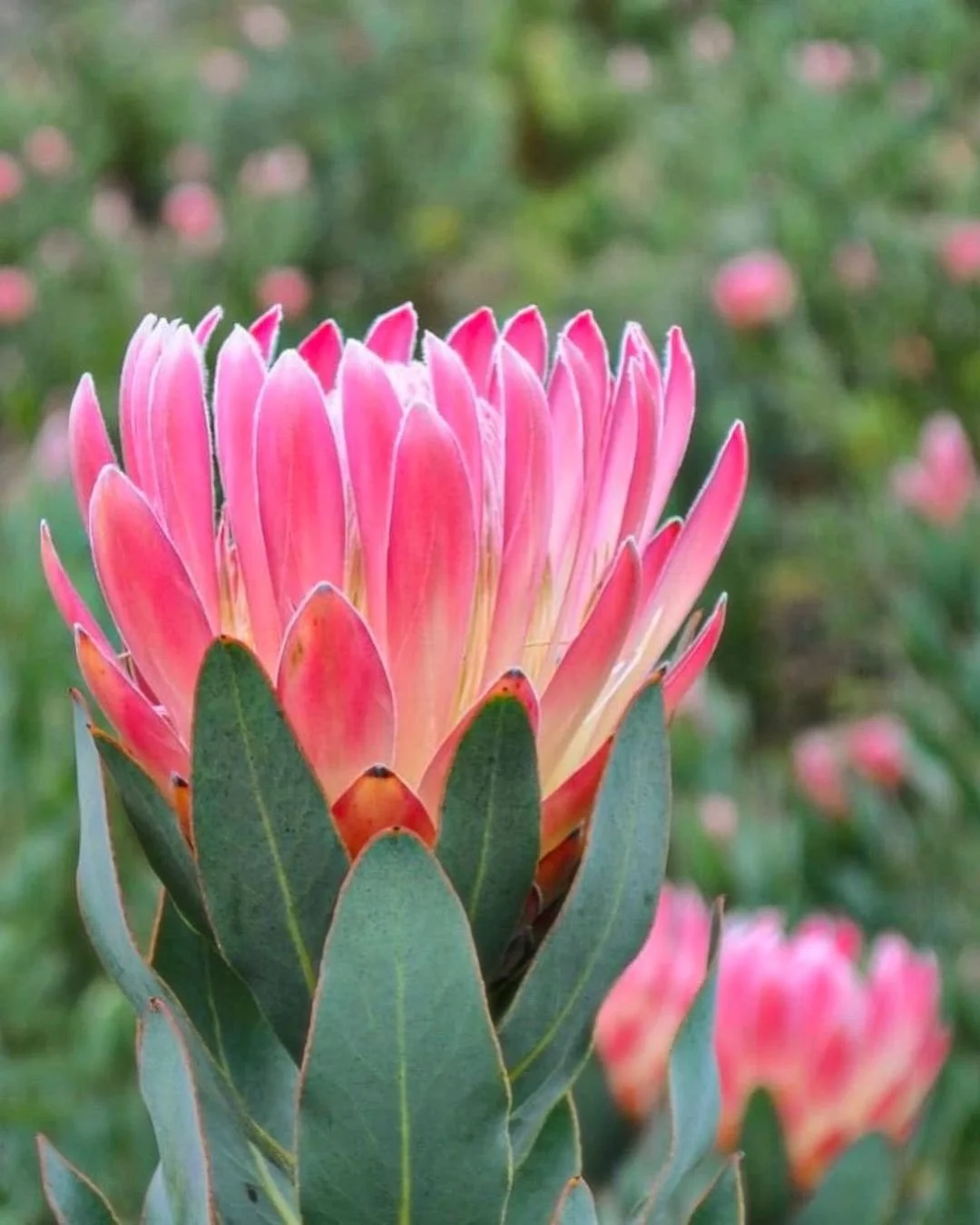 pink-duke-protea-resendiz.jpg