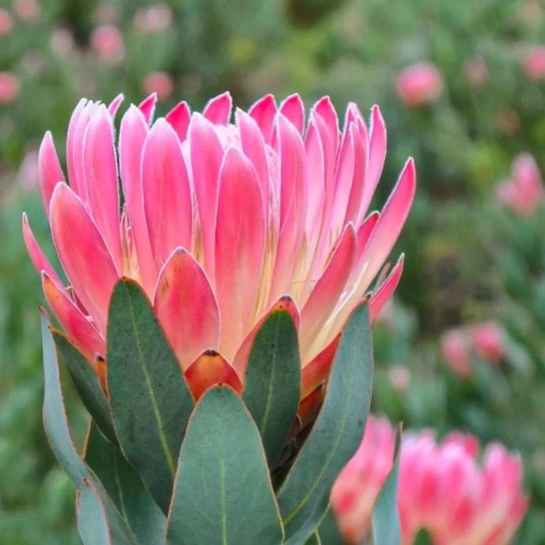 Protea - Pink Duke