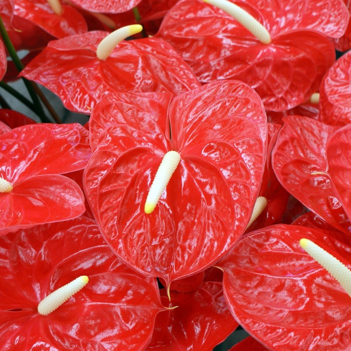 anthurium-greenpointnursery.jpg