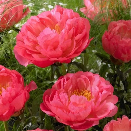 coral-sunset-peony.jpg
