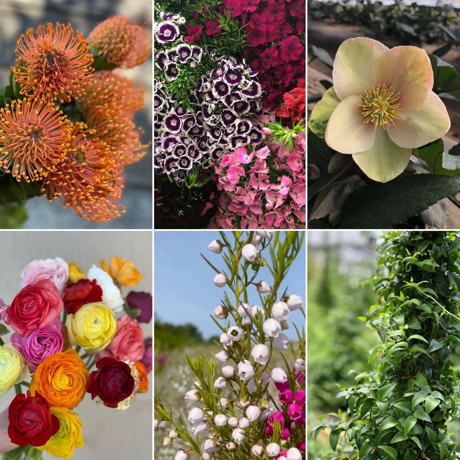 Beautiful Blooms Mother's Day Box