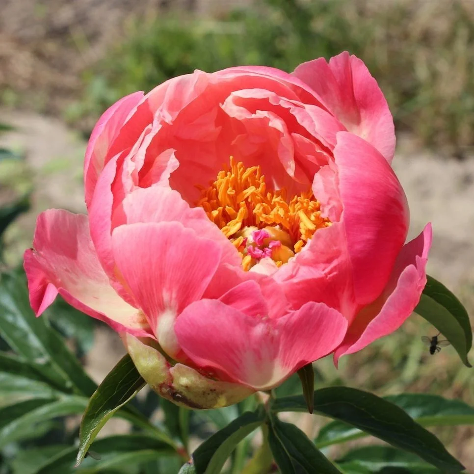 coral-charm-peony.jpg