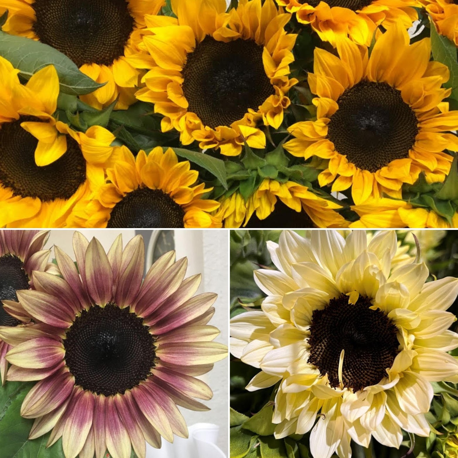 sunflower-orange-plum-white-box.jpg