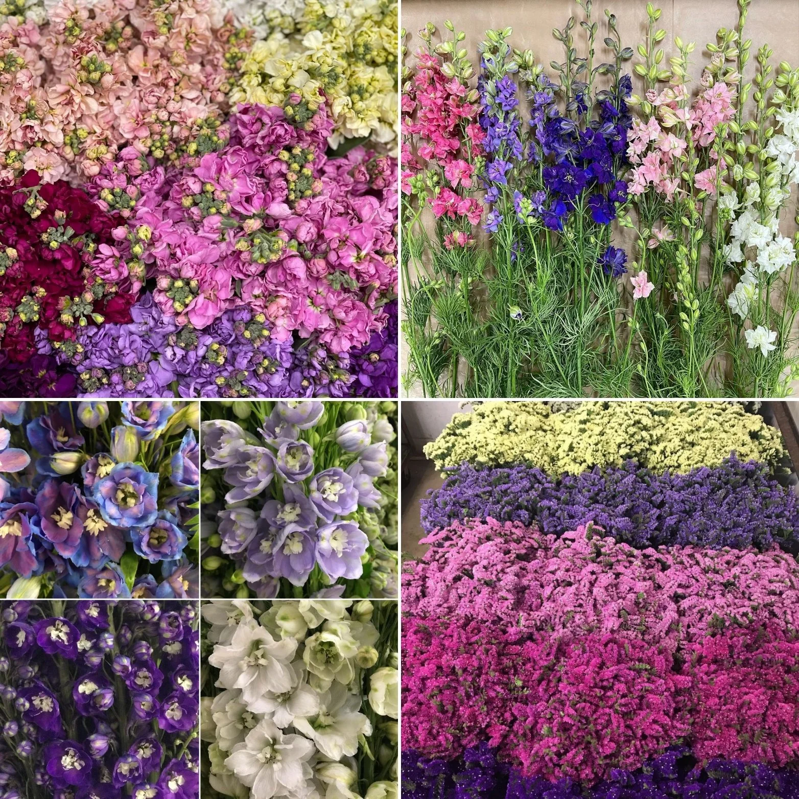 Mixed Box: Colorful California