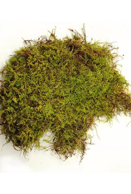 sheet-moss-ferntrust.jpeg