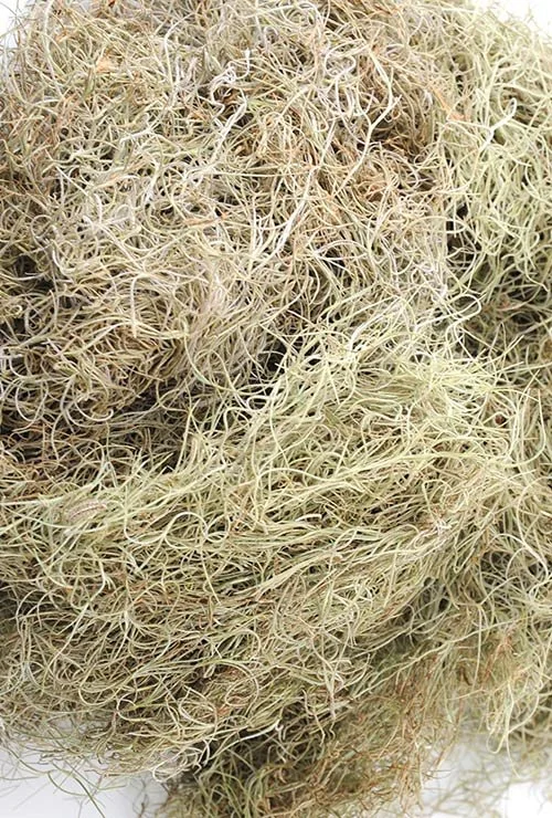 spanish-moss-ferntrust.jpeg