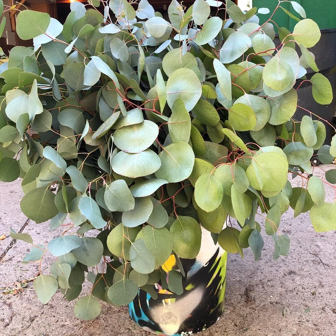 eucalyptus-silver-dollar-greenwellfloral.jpg