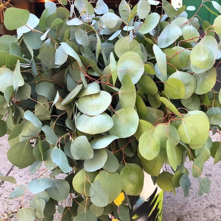 Eucalyptus - Silver Dollar