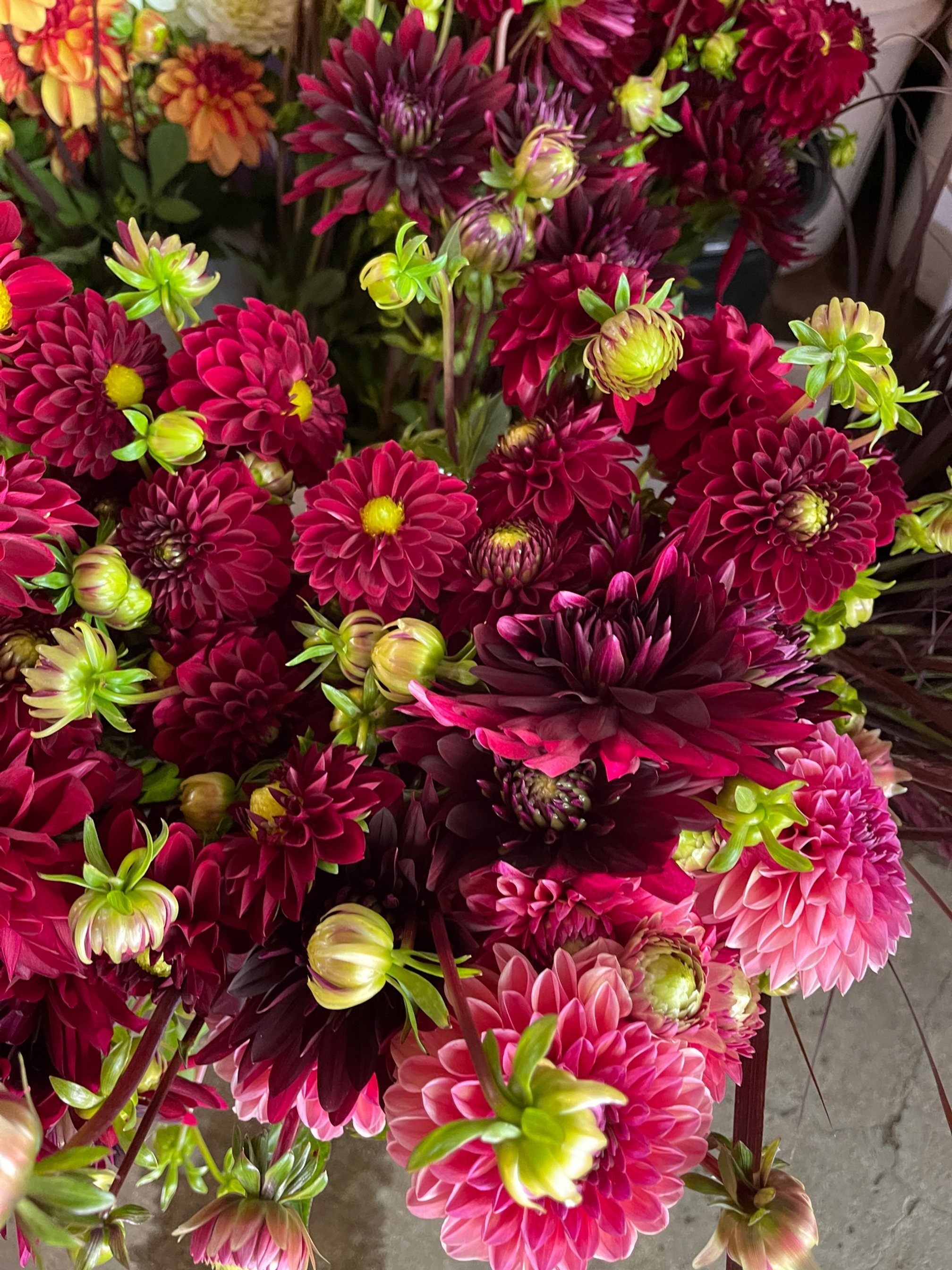 dahlias-3-greenwellfloral-kellyshore.JPG
