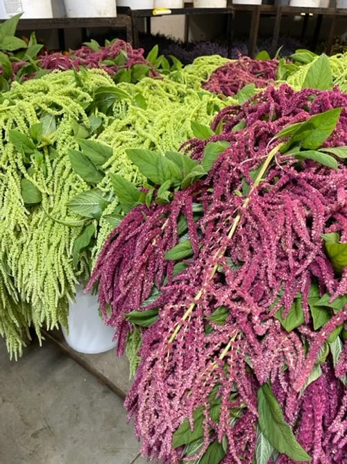 amaranthus-hanging-red-and-green-josephnsons-kellyshore.JPG