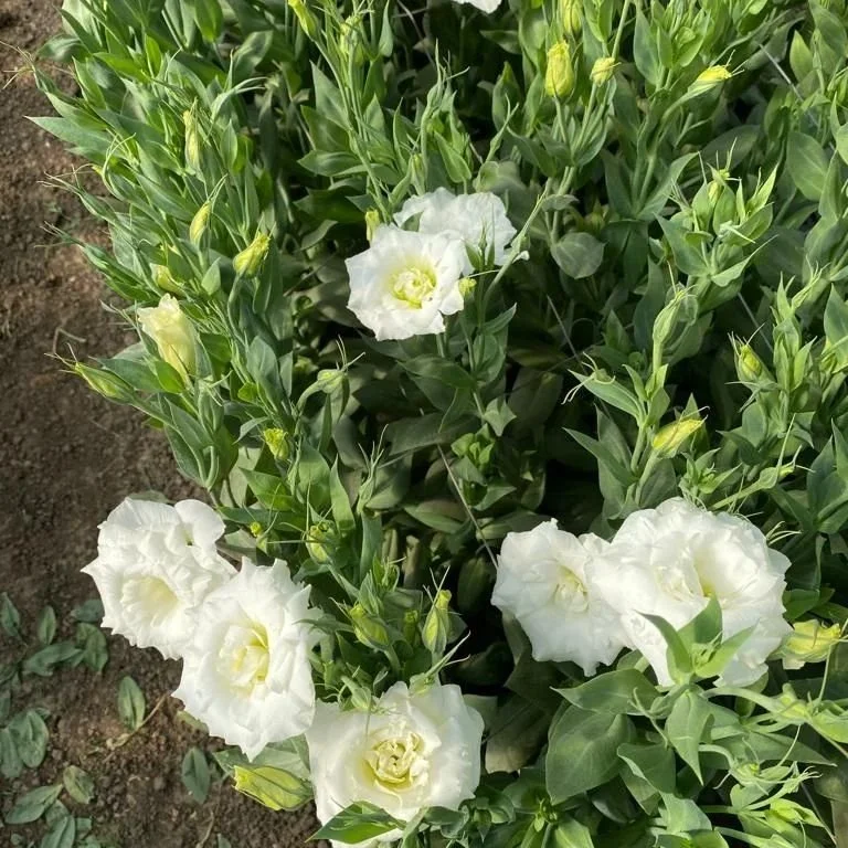 lisianthus-white-2-sunvalley.jpeg