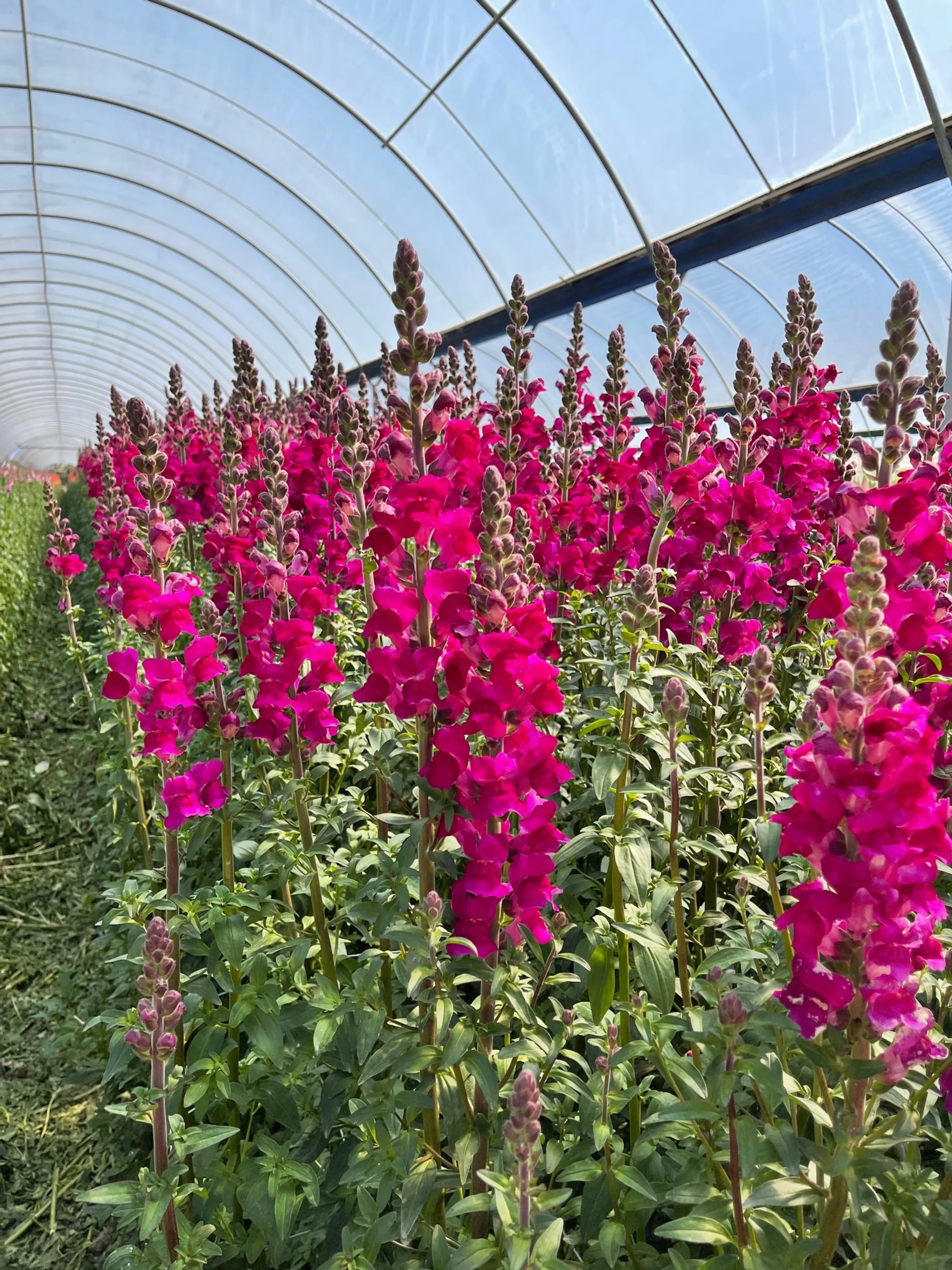 snapdragons-3-josephnsons-kellyshore.JPG