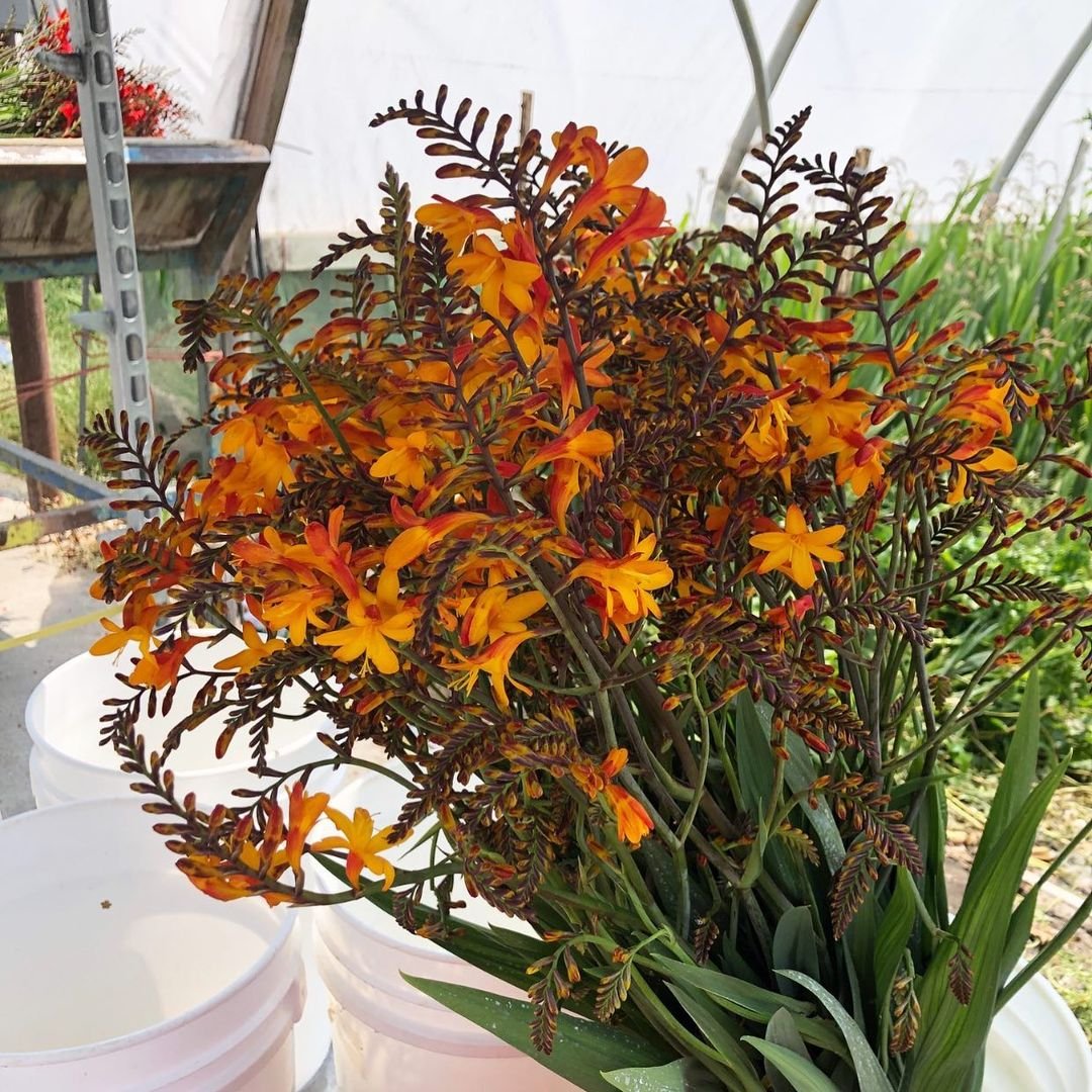 crocosmia-flowering-3-sunvalley.jpeg