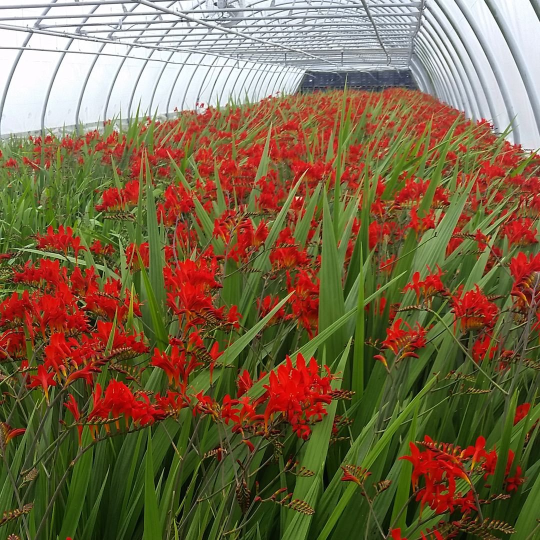 crocosmia-flowering-2-sunvalley.jpeg