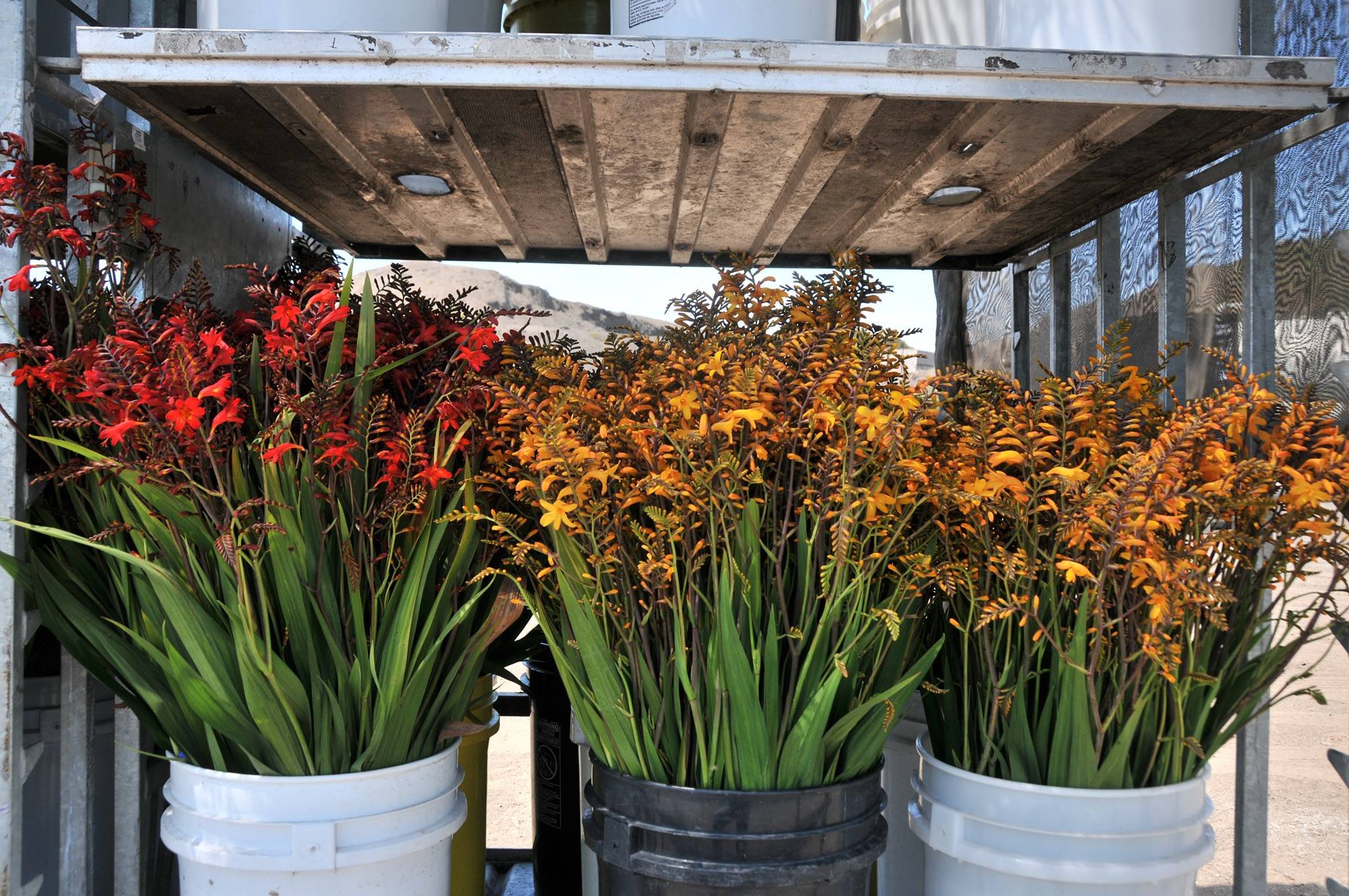 crocosmia-flowering-1-sunvalley.jpeg
