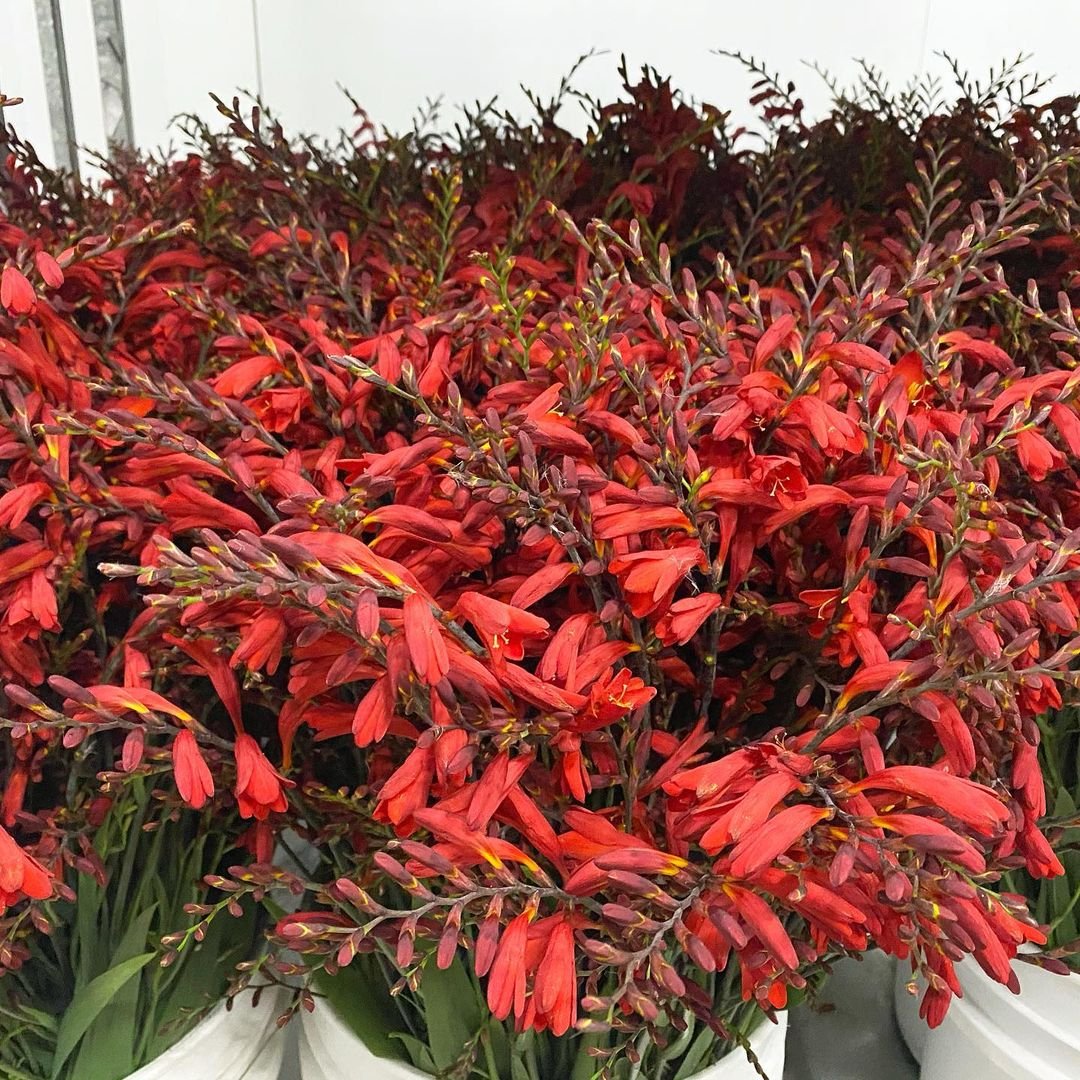 Crocosmia Flowering - 8 bunches