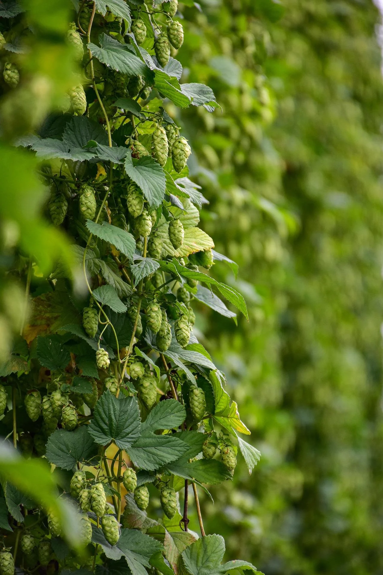 hops-vine-1-pixabay.jpg