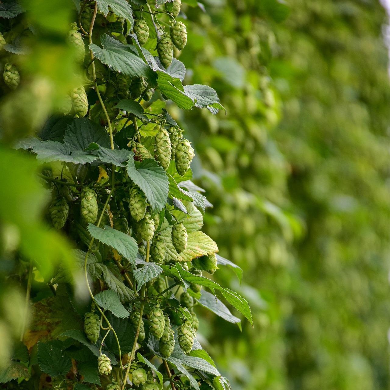 Hops Vine Garland - 18 ft