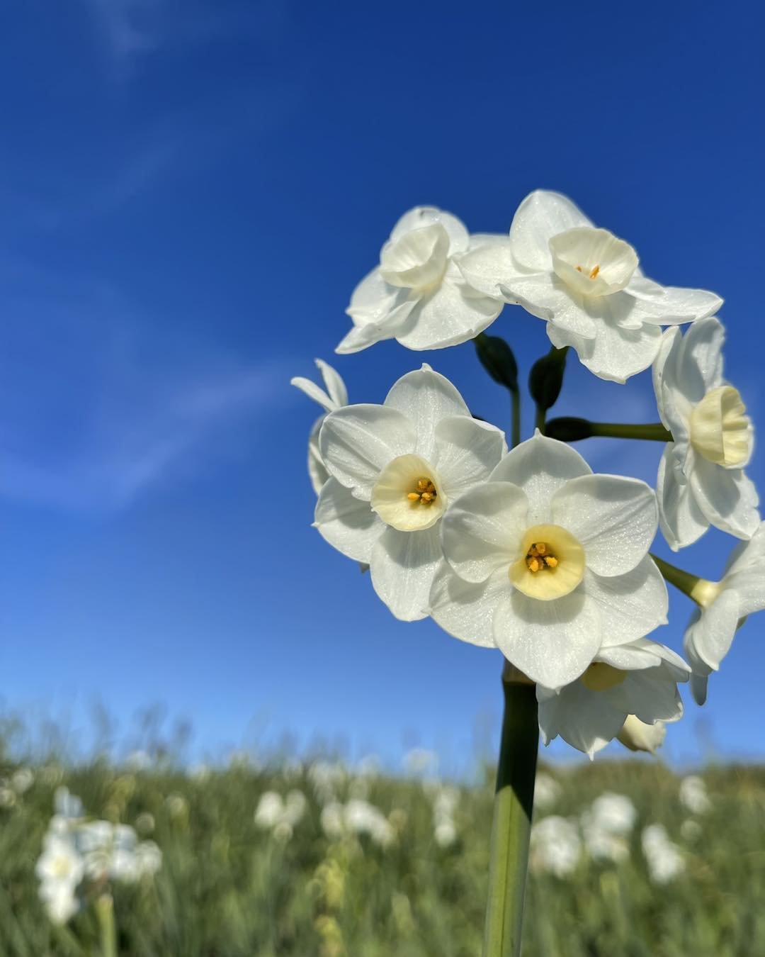 Narcissus Paperwhite - 20 bunches — The Floral Source