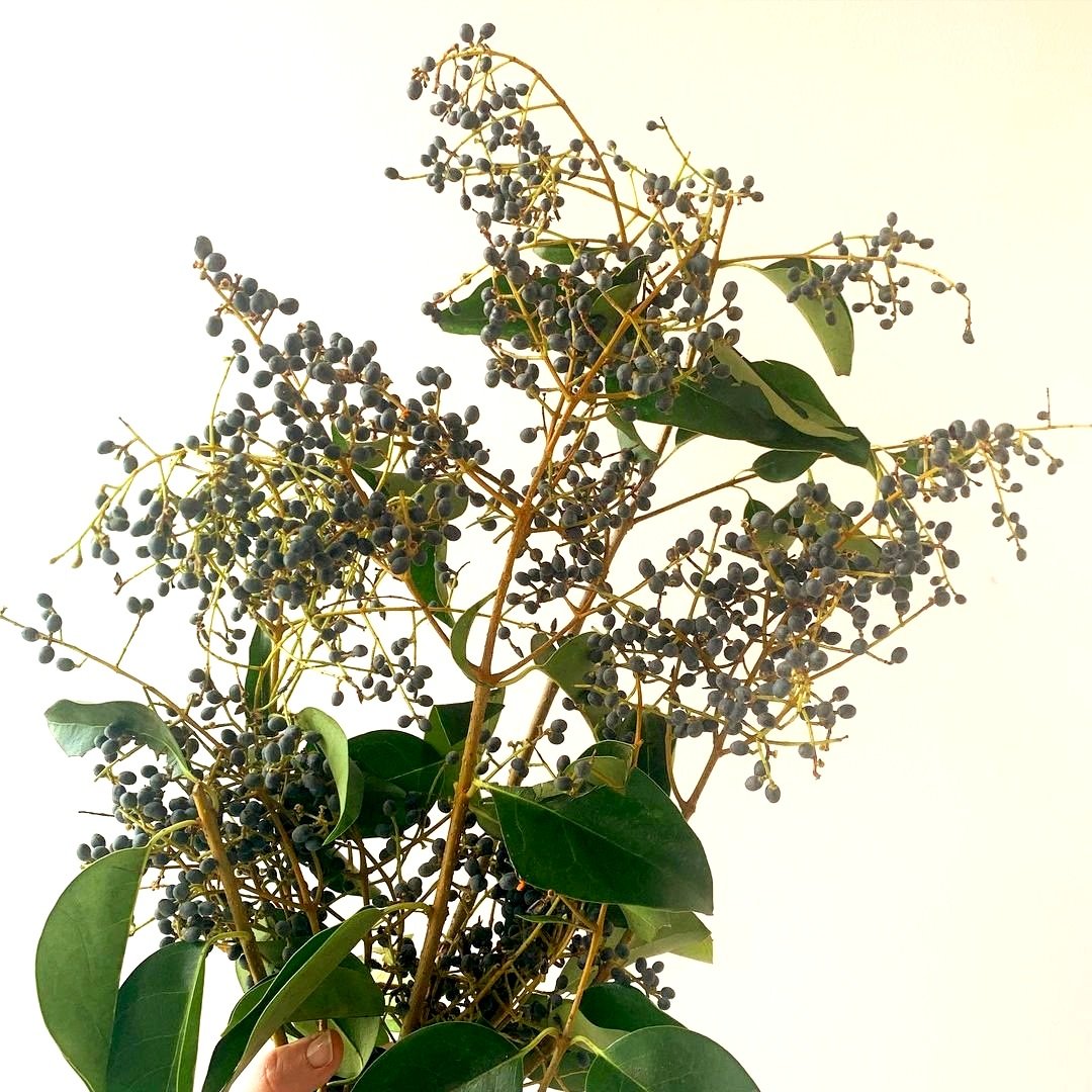 Privet Berry - Blue