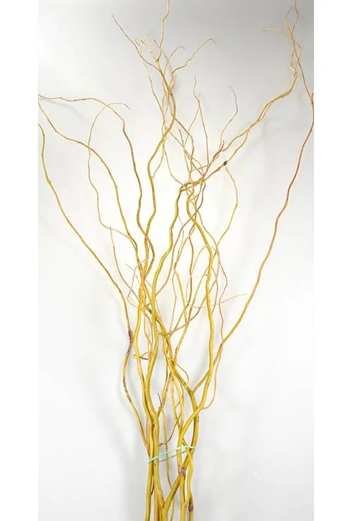 curly-willow-tips-ferntrust.jpeg