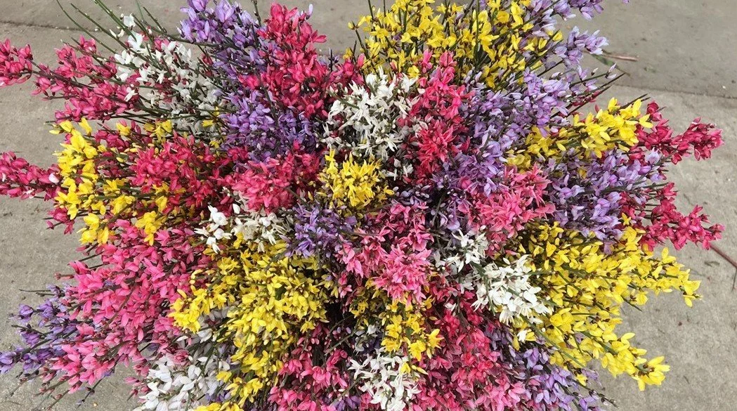 genista-mix-color-mellano.jpg