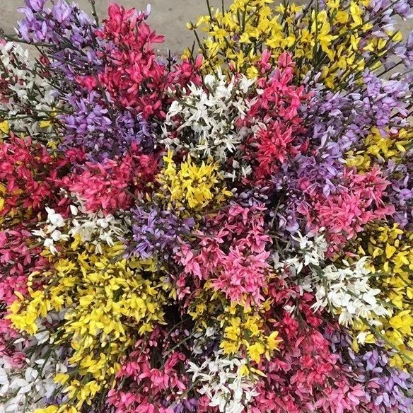 Genista - Tinted