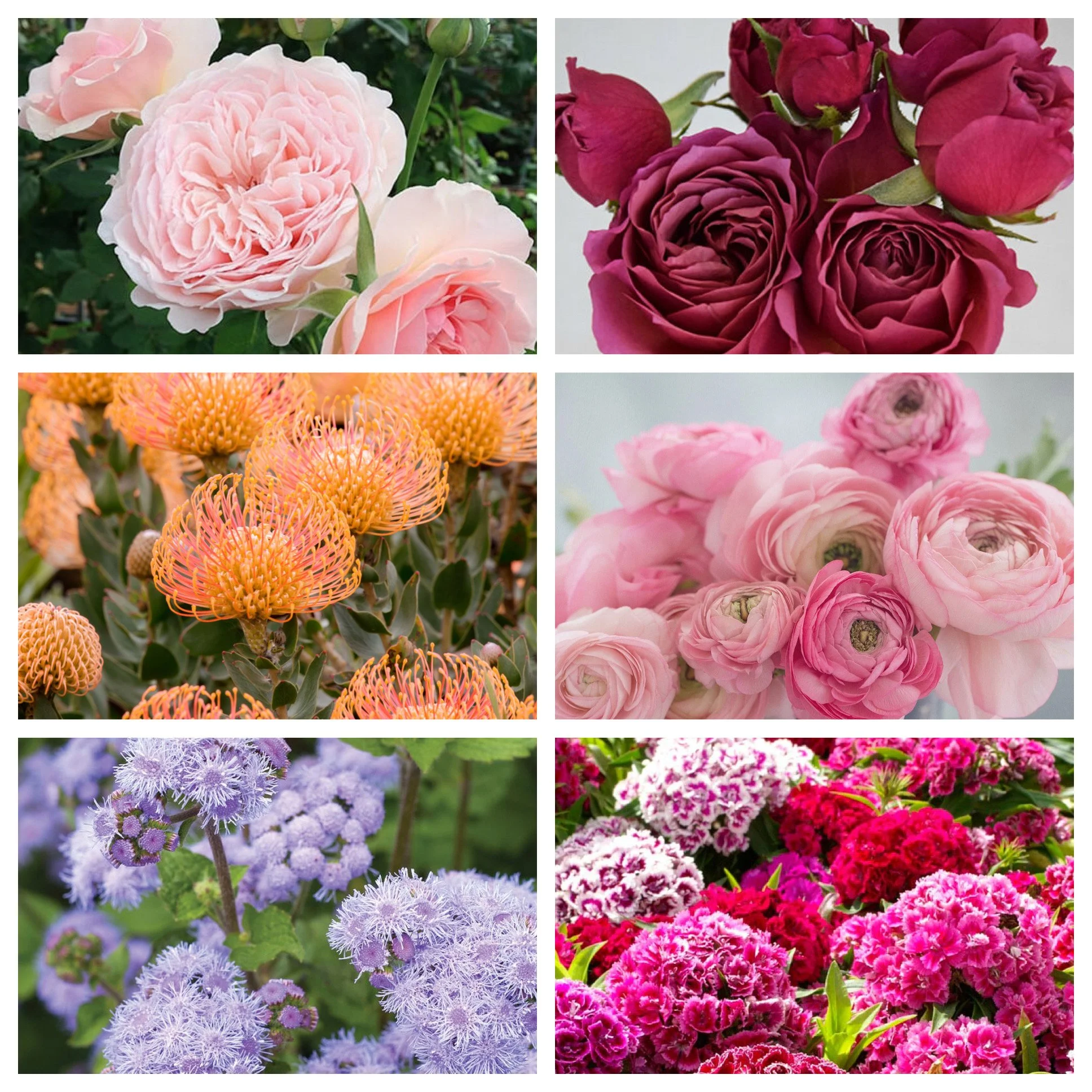 Rose: West Coast Mixed Box