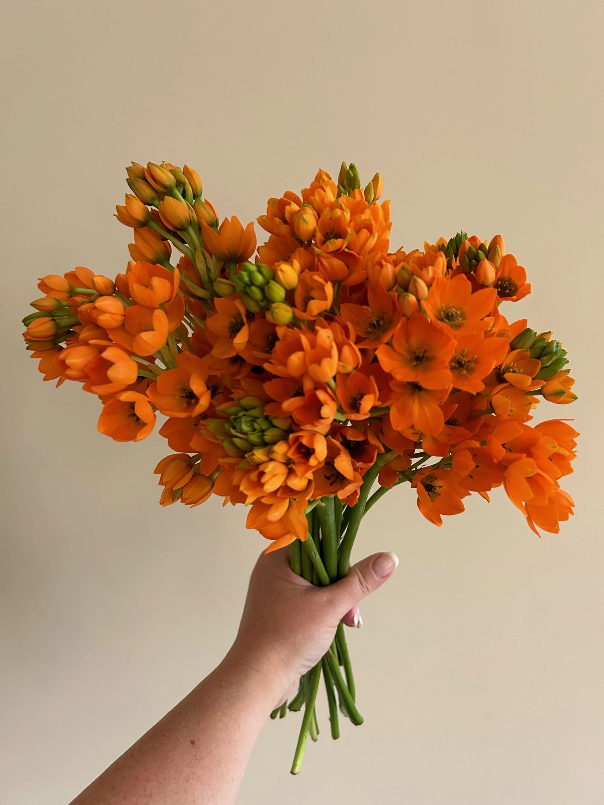 Star of Bethelehem Ornithogalum Orange.JPEG