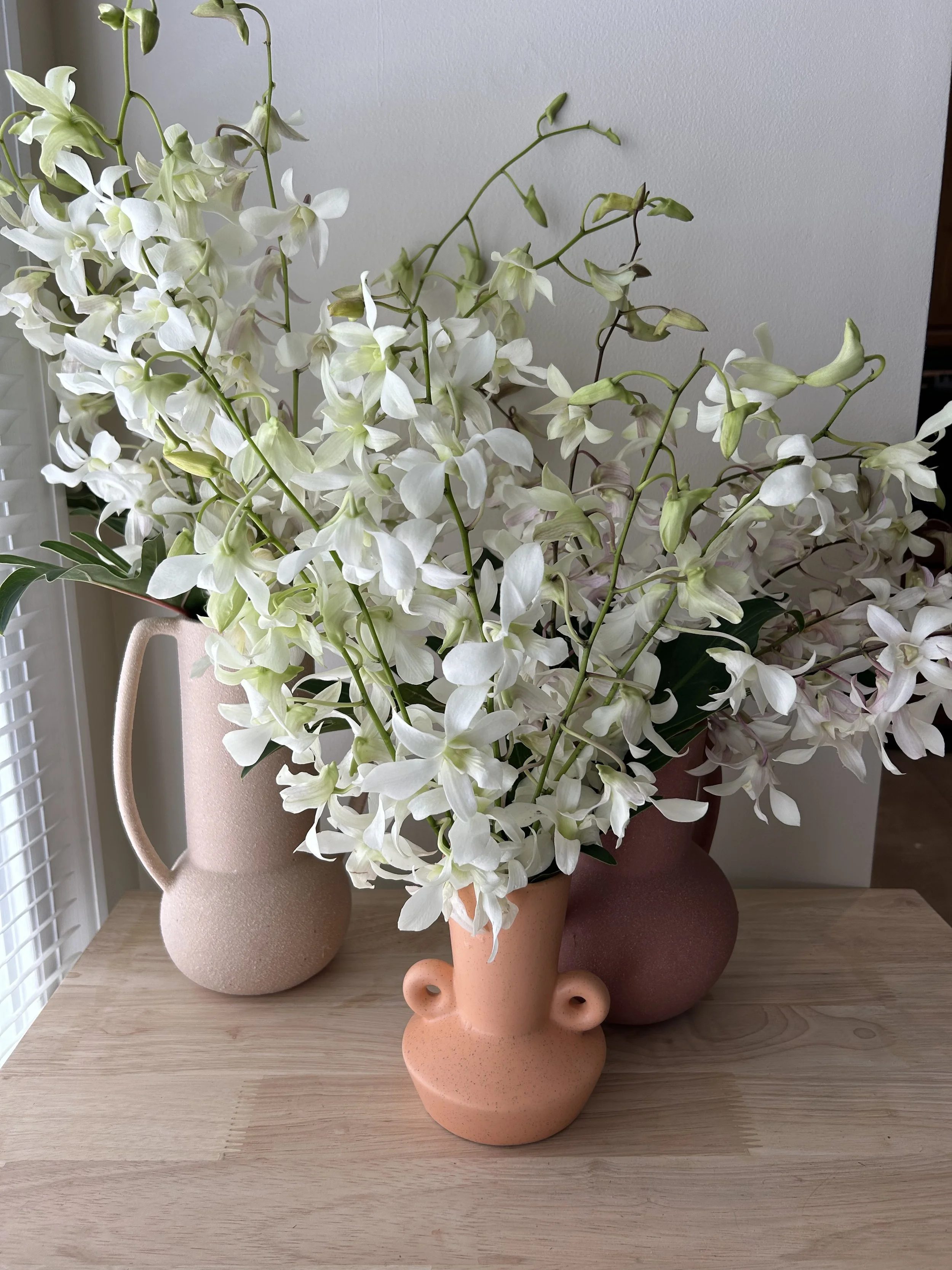 Dendrobium Orchids 1.JPG