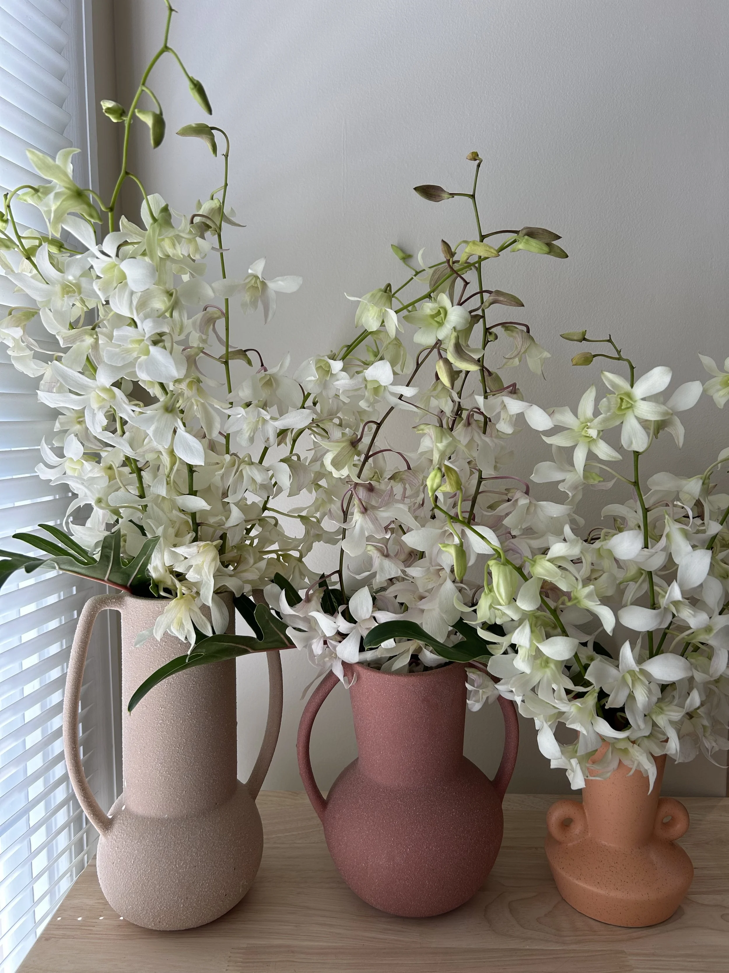 Dendrobium Orchids 3.JPG
