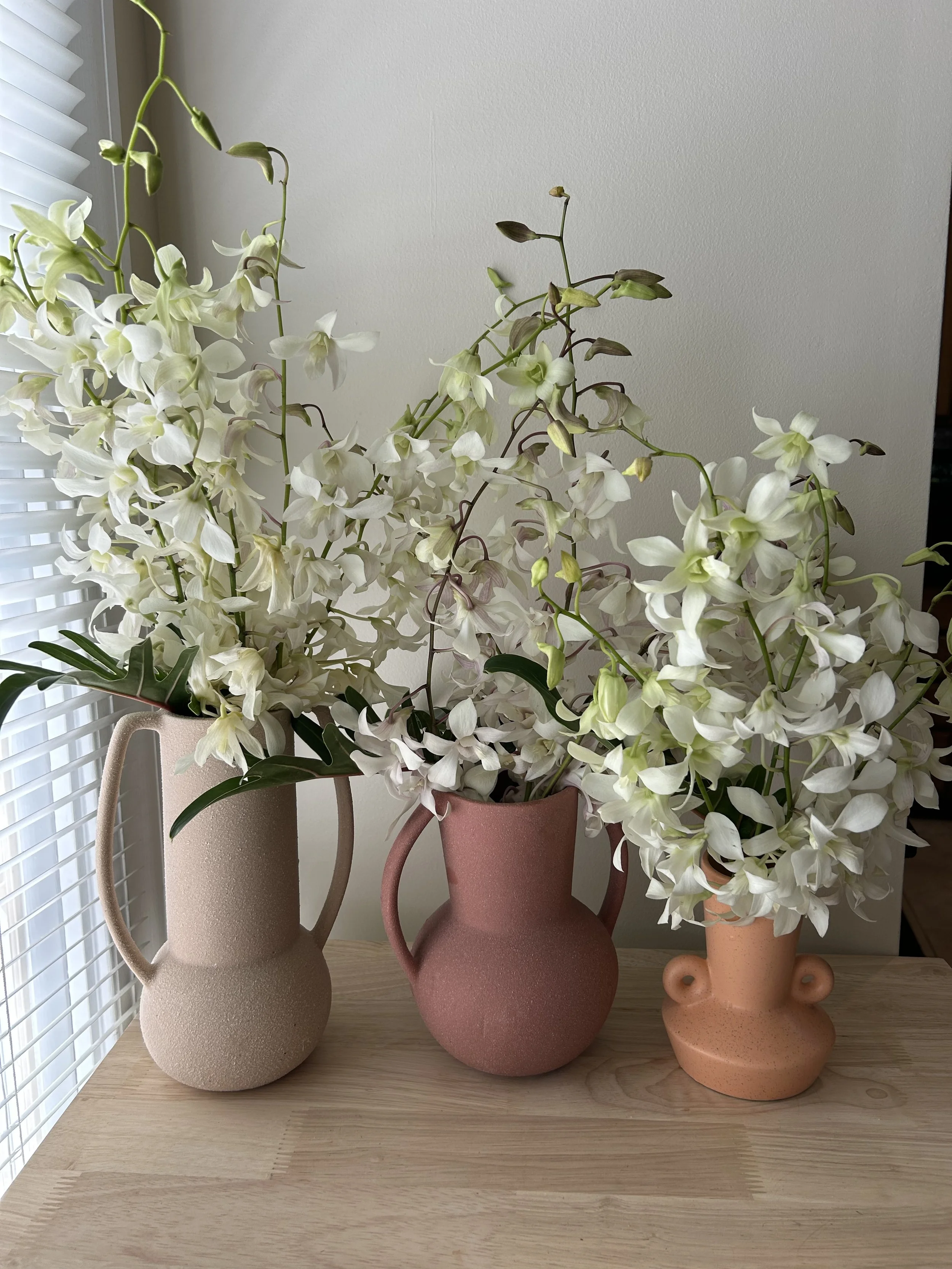 Dendrobium Orchids 2.JPG