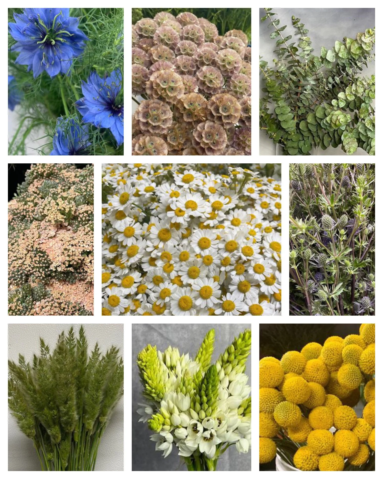 Summer Blue, White, and Yellow Mixed Box