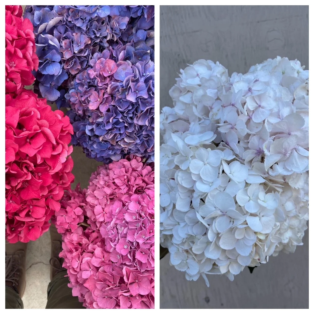 Hydrangea